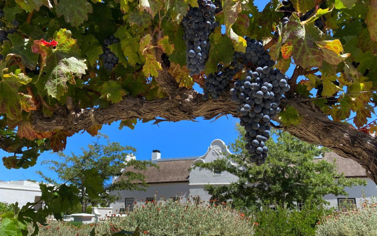 The Vineyard Cottage By L' Amitie Estate Franschhoek Extérieur photo